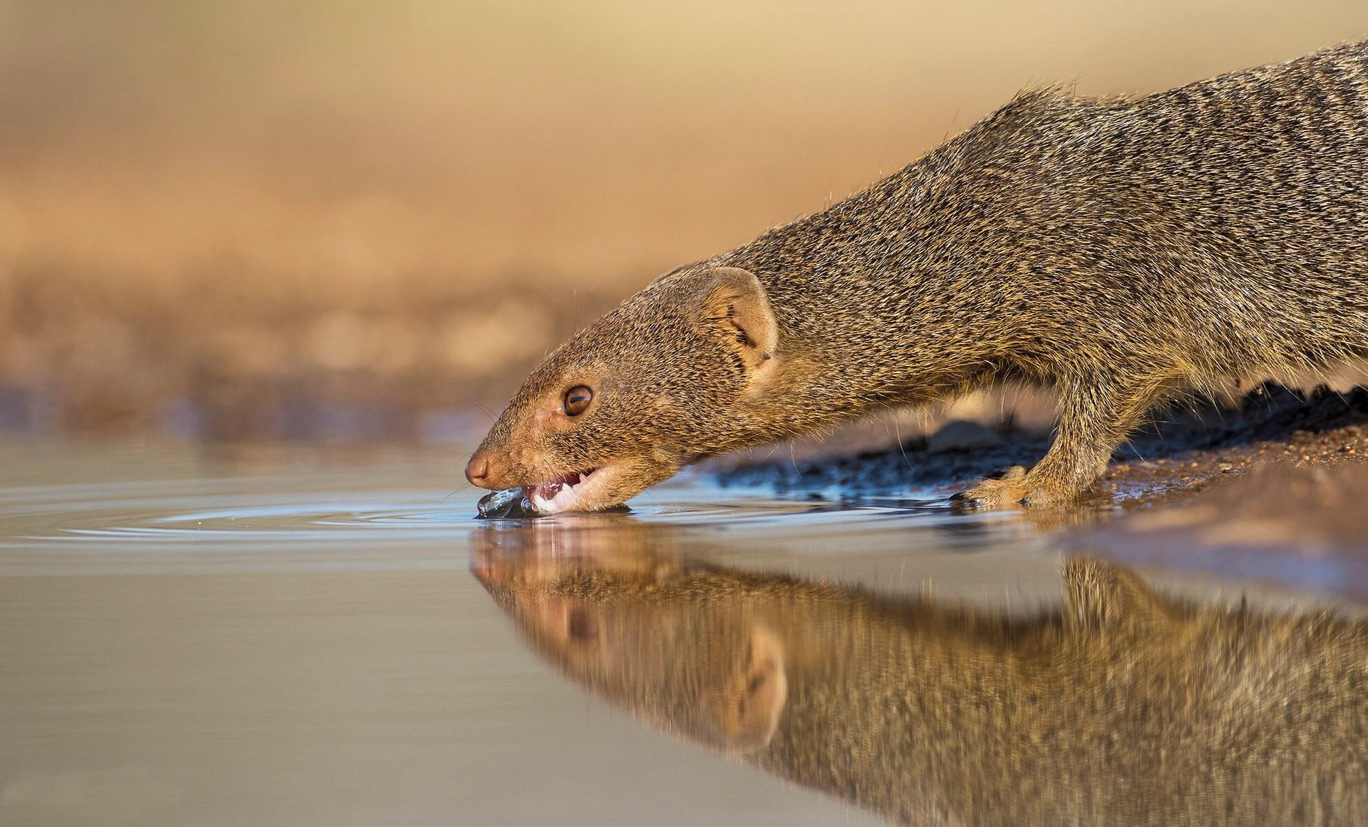 Gros plan d’un petit mammifère qui boit de l’eau dans une petite mare.