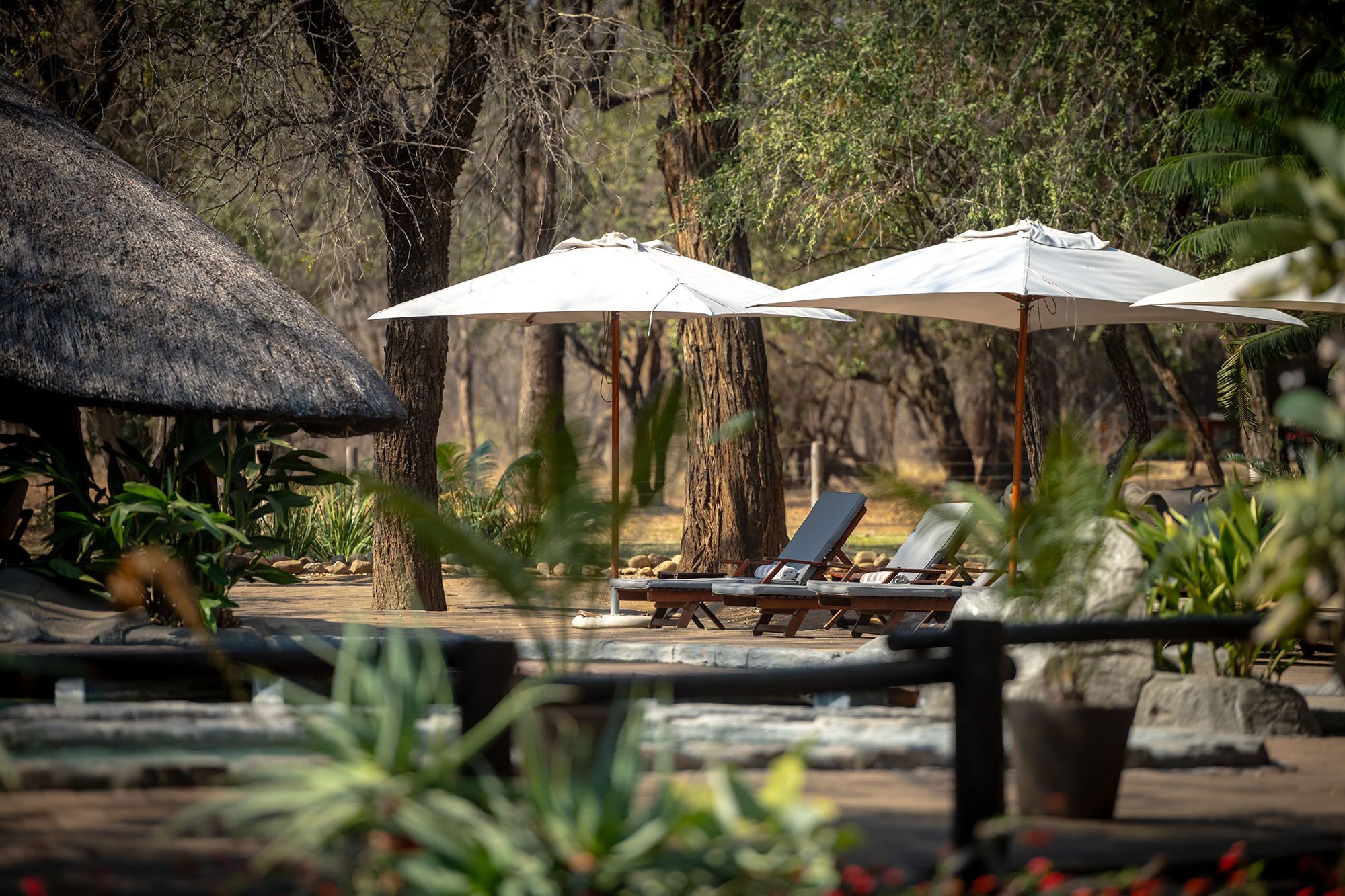 Outdoor pool, sun loungers