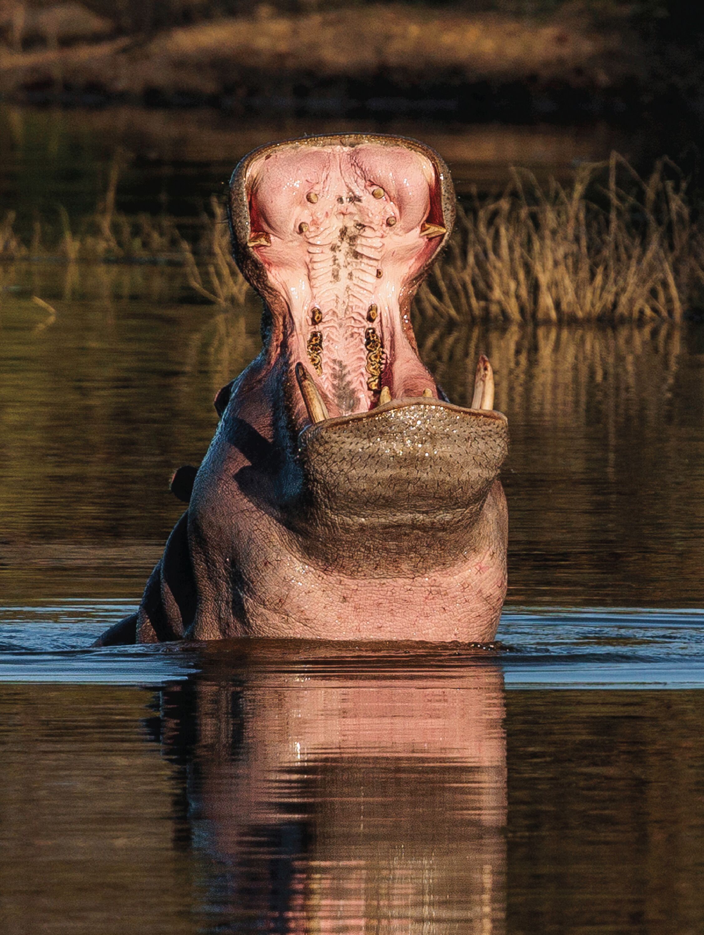 A hippo partially submerged in water with a reflection visible.