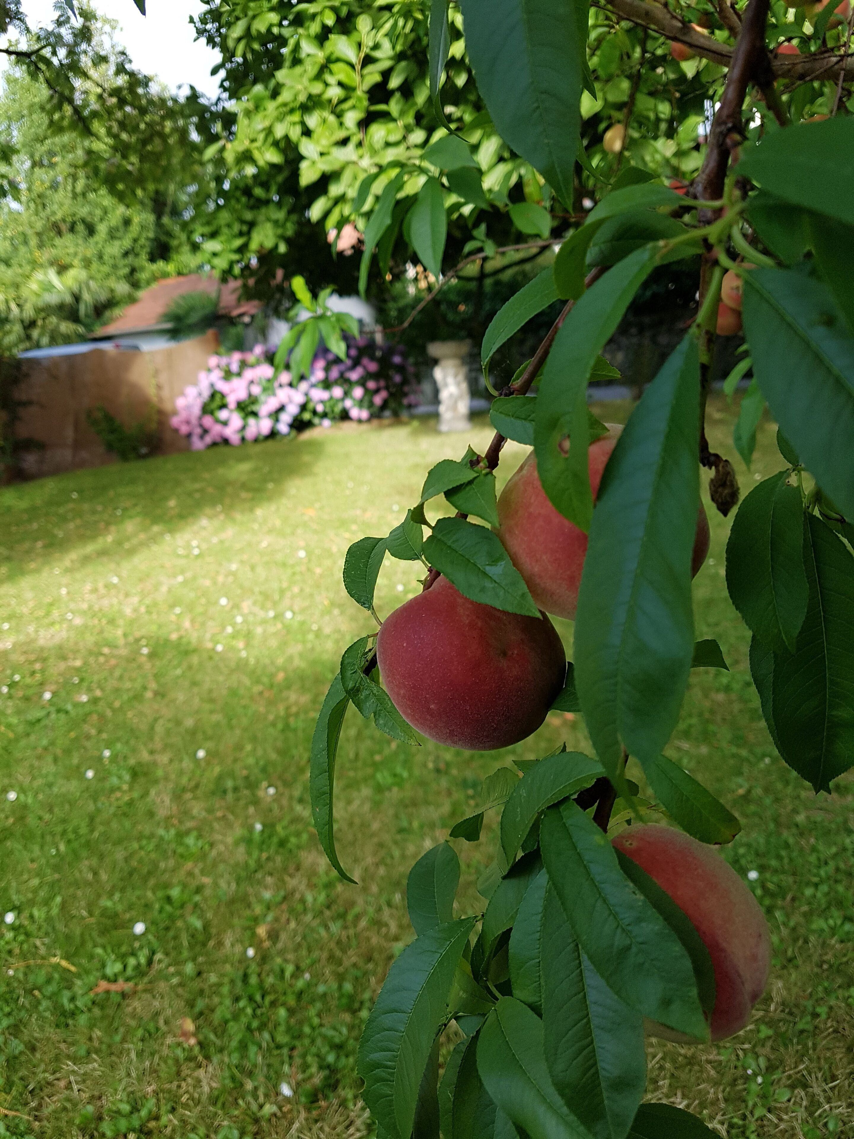 double room | garden view