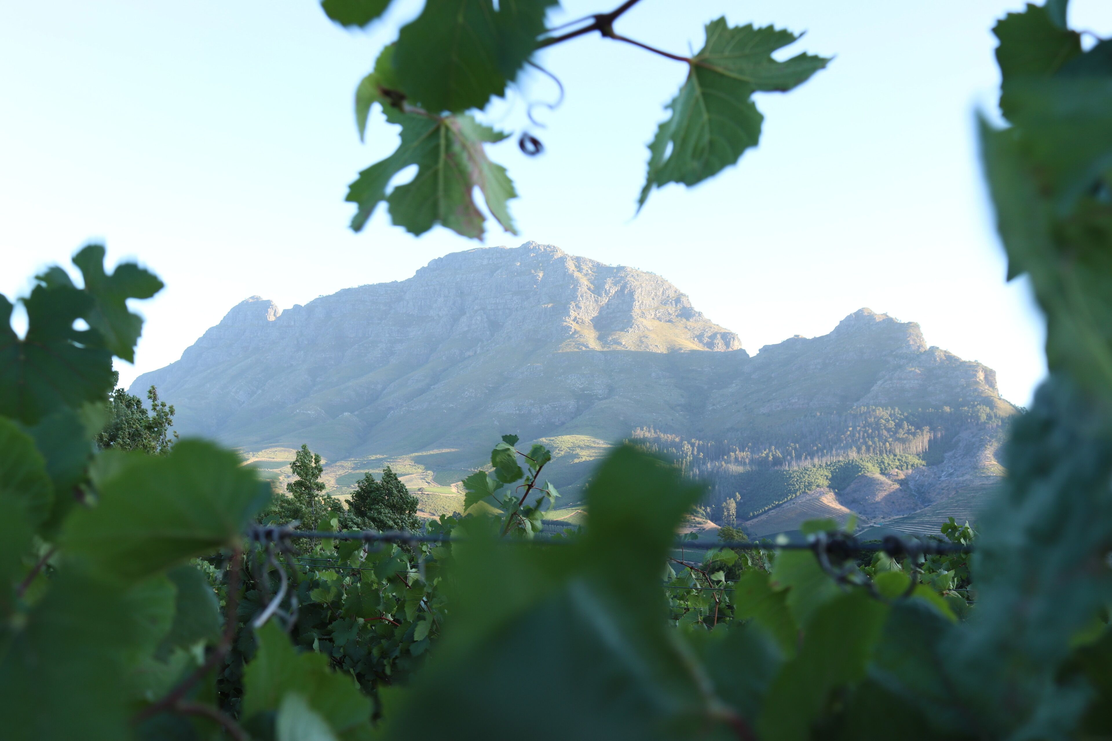 A vineyard with grapevines in the foreground and a mountain in the background.