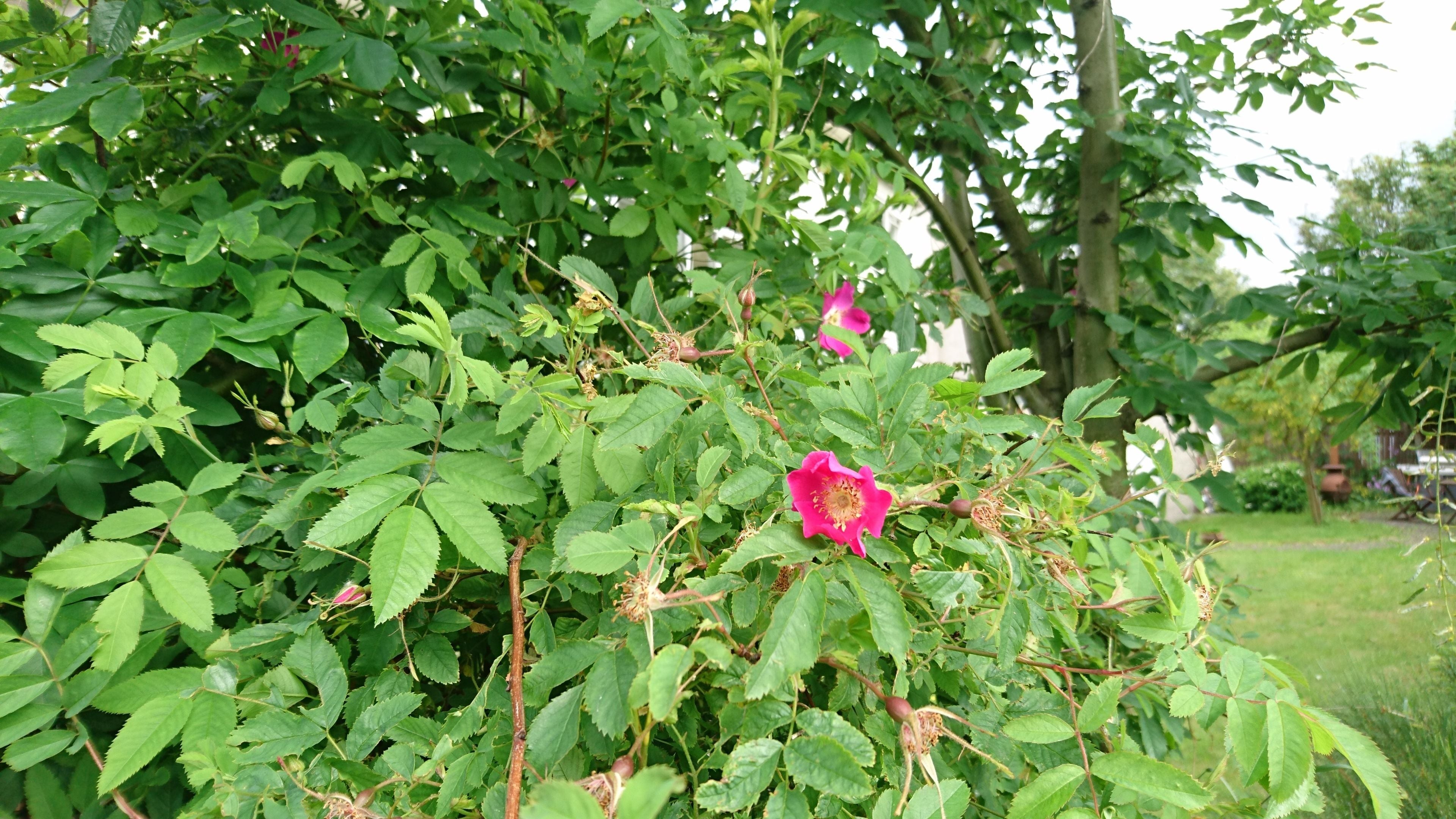 Foto - Alba Guesthouse