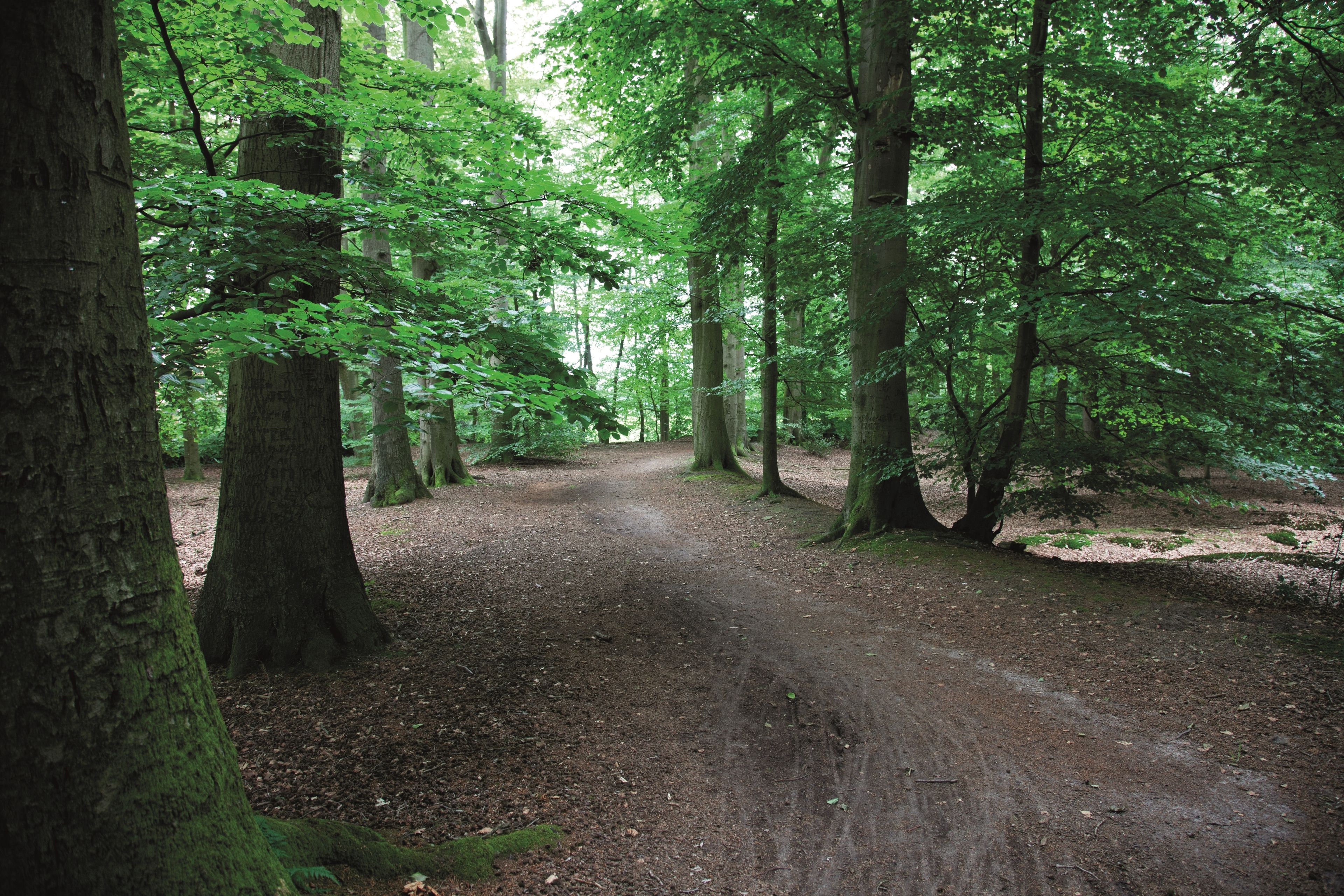Un sentier forestier bordé de grands arbres.