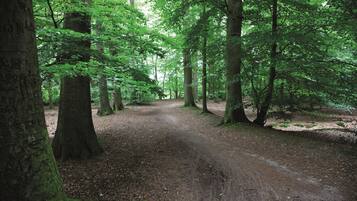 Un sentier forestier bordé de grands arbres.