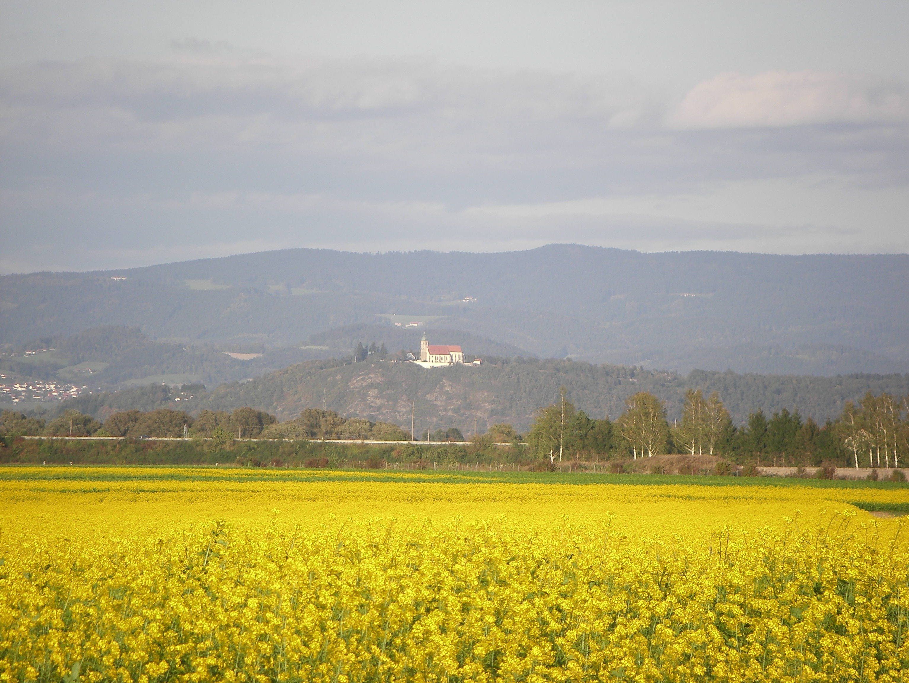 A rural landscape with a field of yellow flowers in the foreground and a church on a hill in the background.