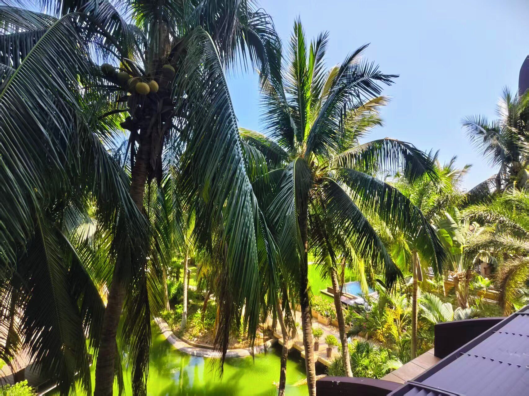 A tropical resort with palm trees, a swimming pool, and a clear sky.
