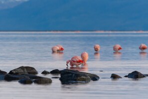 Una masa de agua tranquila con varios flamencos de pie sobre rocas.