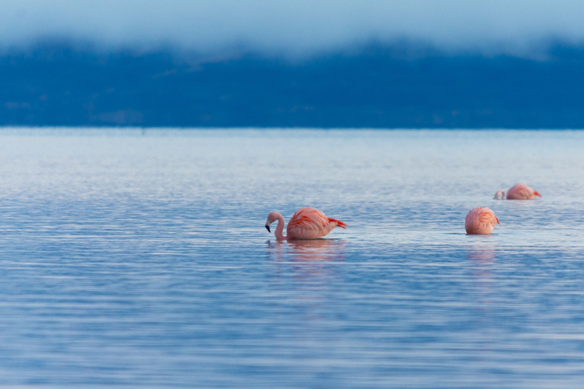A calm body of water with a single flamingo standing in the foreground.
