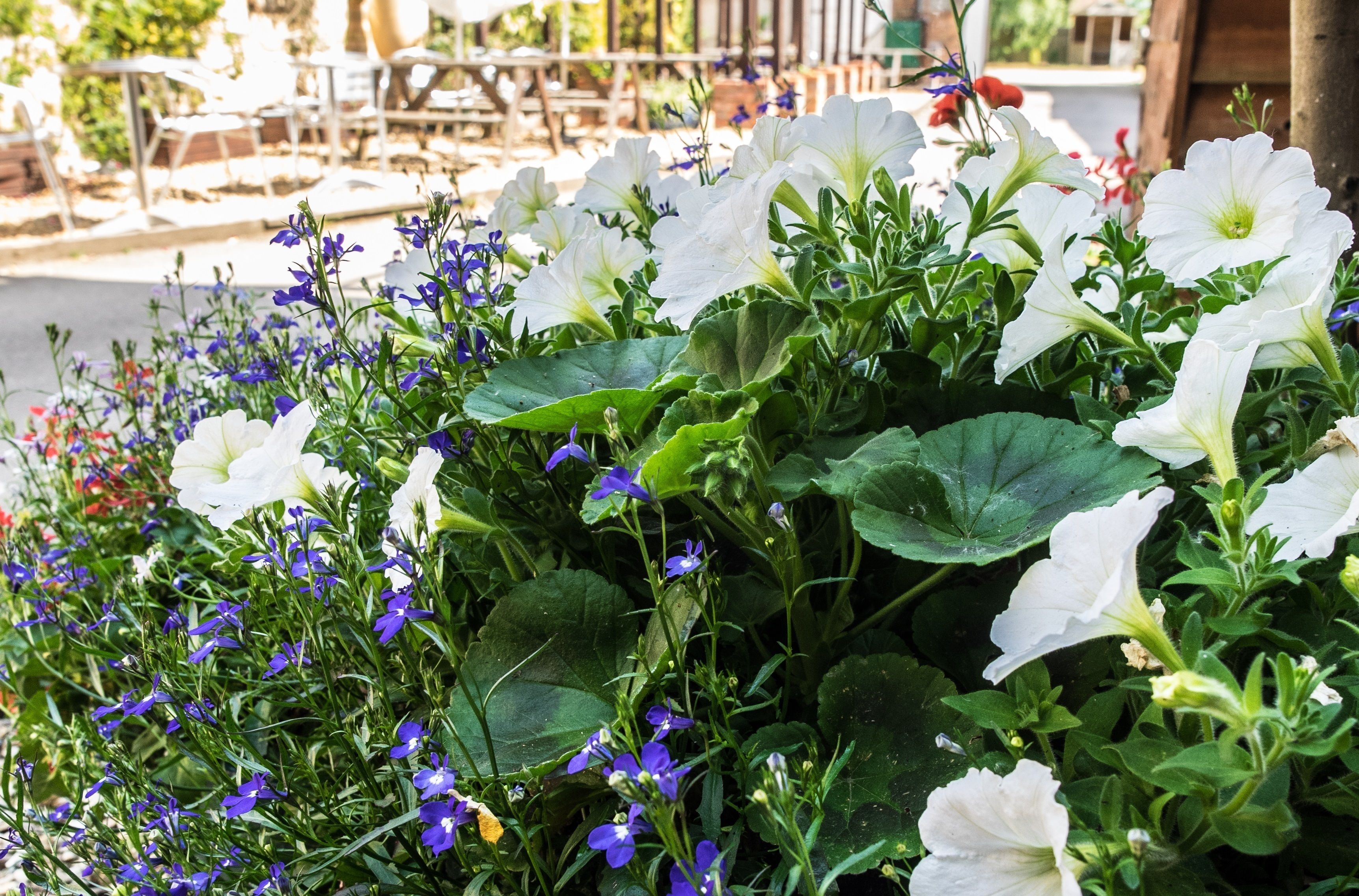 Un jardín con flores blancas y azules, rodeado de follaje verde.