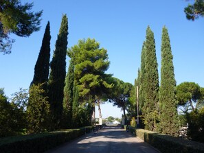 A pathway flanked by tall cypress trees and neatly trimmed hedges, leading to a building in the distance. - Agriturismo La Meridiana (Guidonia Montecelio)