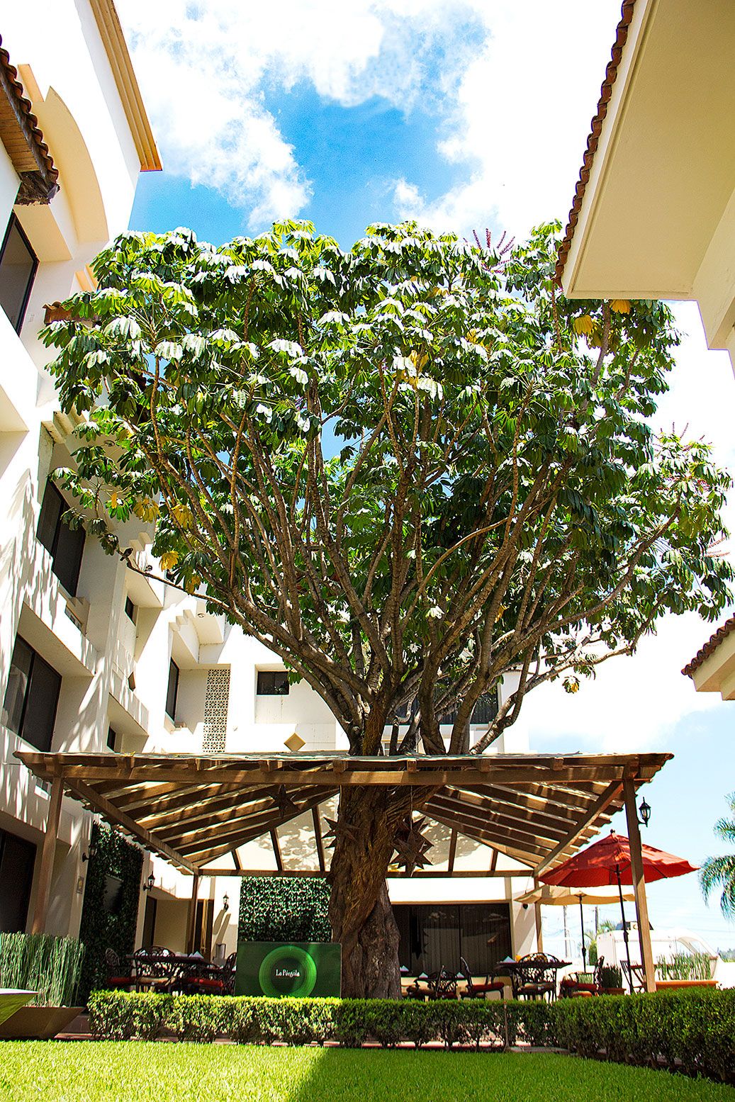 Un gran árbol en un patio con una pérgola, rodeado de setos podados y un letrero que dice "La Playa".