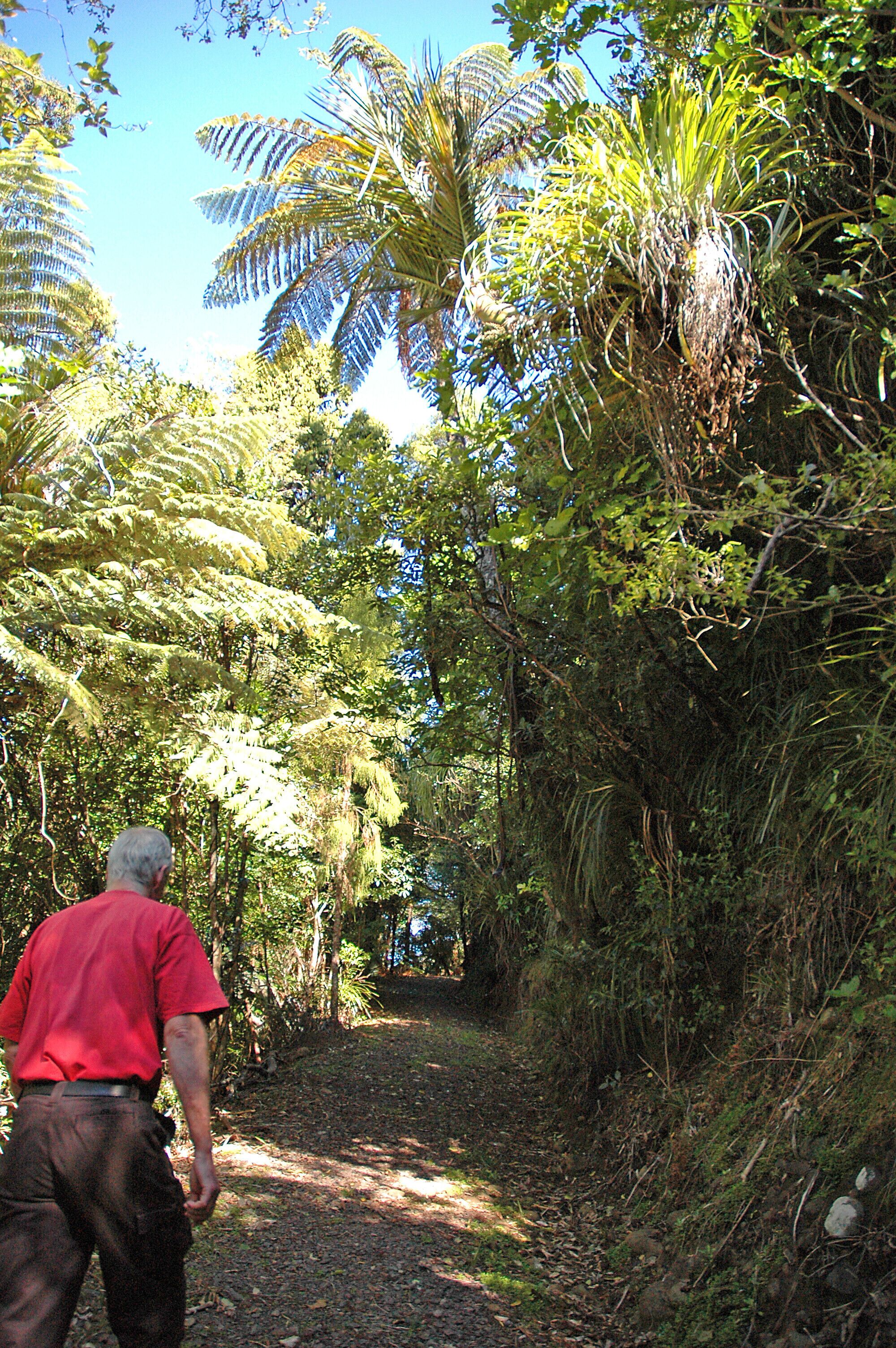 A man walking on a dirt path surrounded by dense foliage and trees.