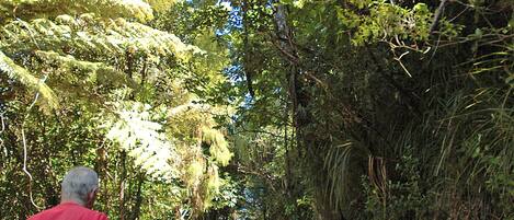 A man walking on a dirt path surrounded by dense foliage and trees.
