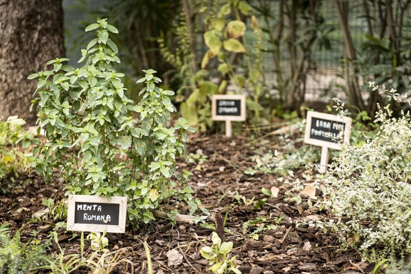 A garden with labeled plants, including 'MENTA ROMANA' and 'ERIN BOWIE'.