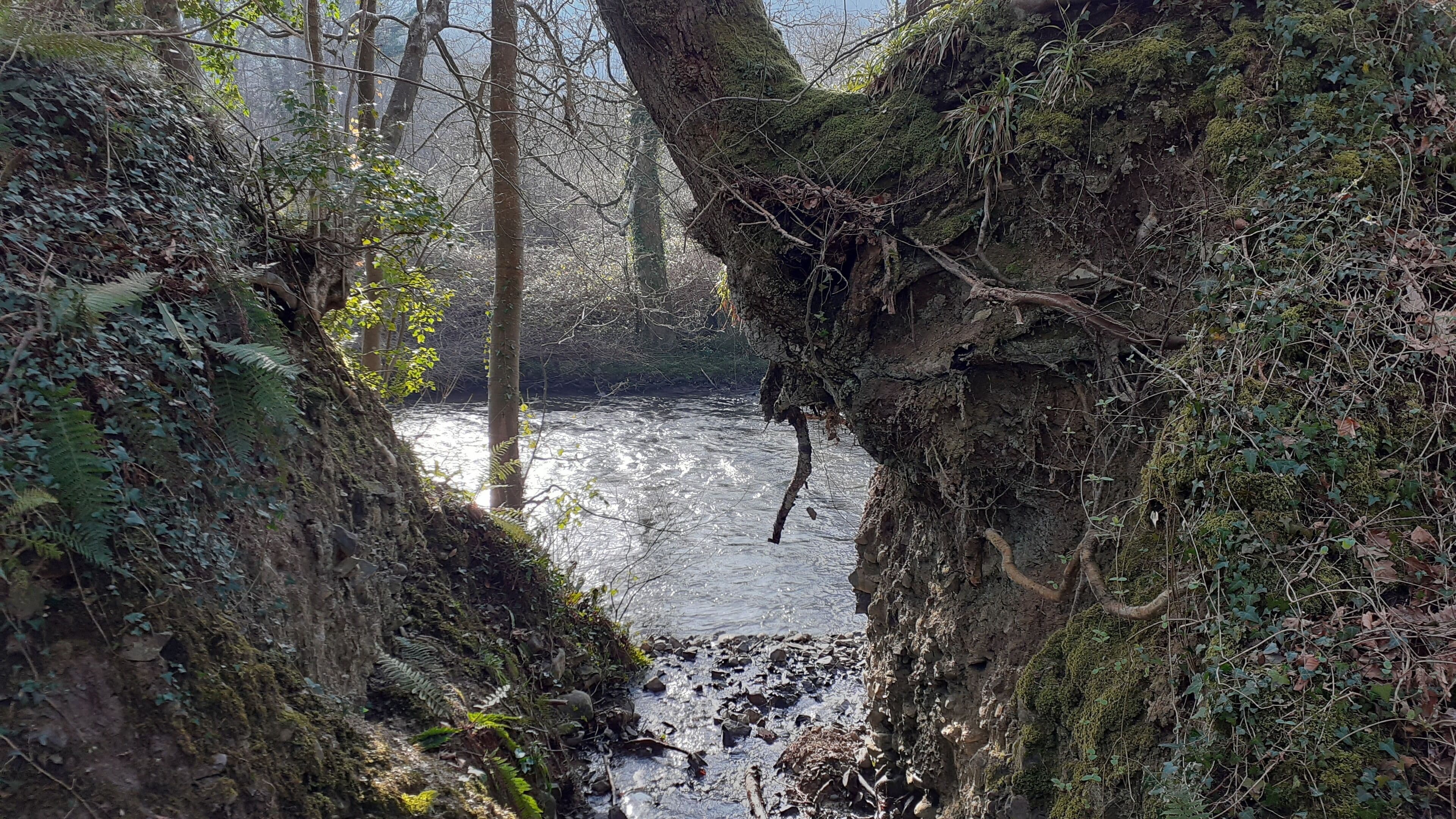 A forested area with a rocky stream.