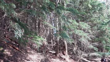 A dense forest with tall trees and a ground covered in dry leaves.