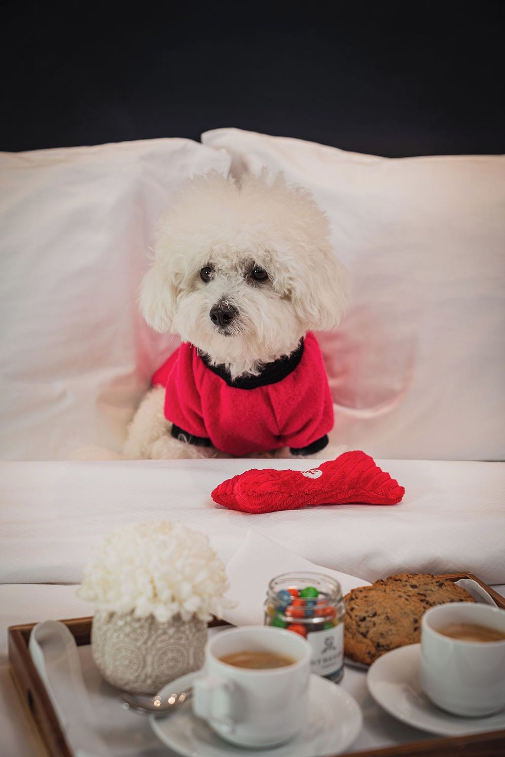 Een witte hond in een rood shirt zit op een bed met een dienblad eten en drinken.