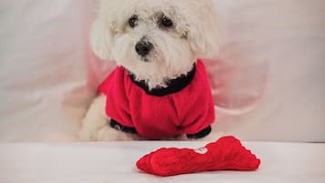 Een witte hond in een rood shirt zit op een bed met een dienblad eten en drinken.