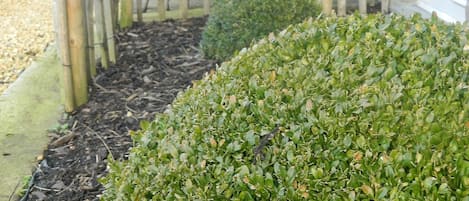 Un espace jardin agrémenté d’une haie soigneusement taillée, d’une clôture en bambou et d’une plante en pot.