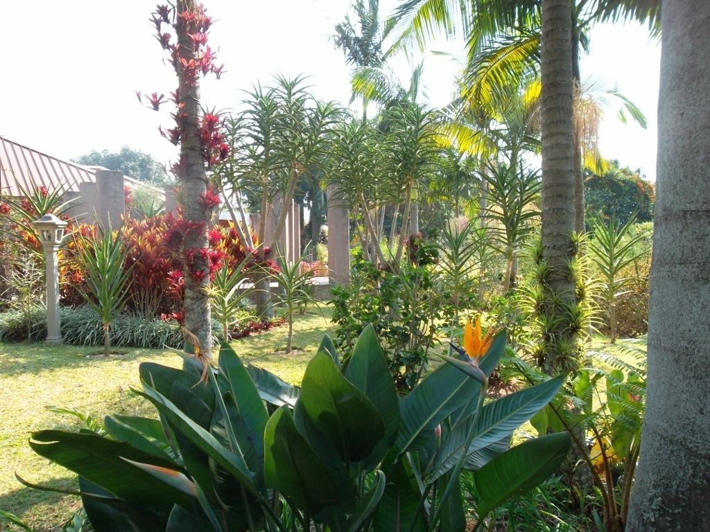 A lush garden with various tropical plants and palm trees.