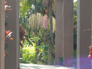 Vista a través de un umbral a un jardín con diversas plantas y una estructura colgante para plantas.