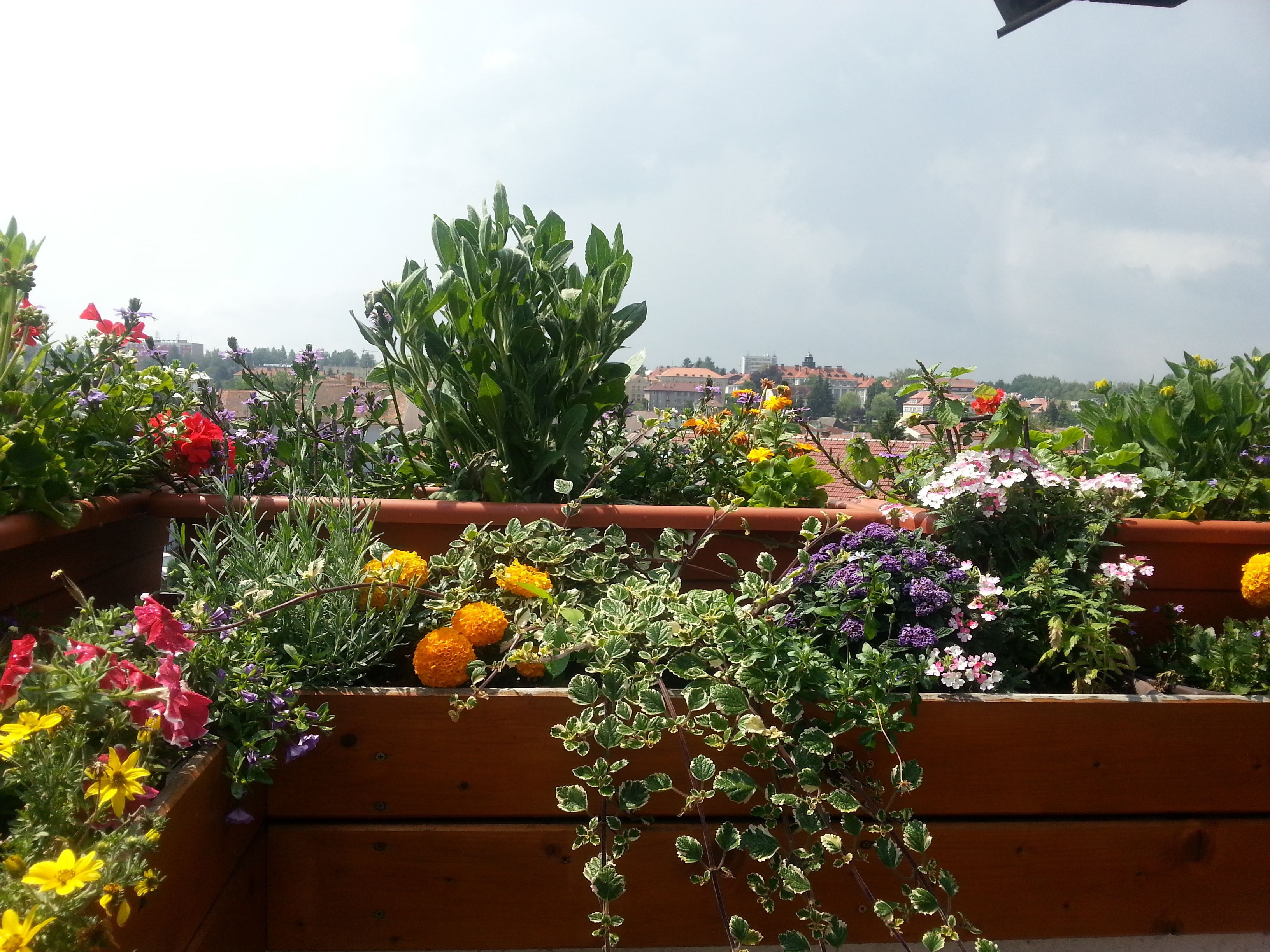 A rooftop garden with various potted plants and flowers.