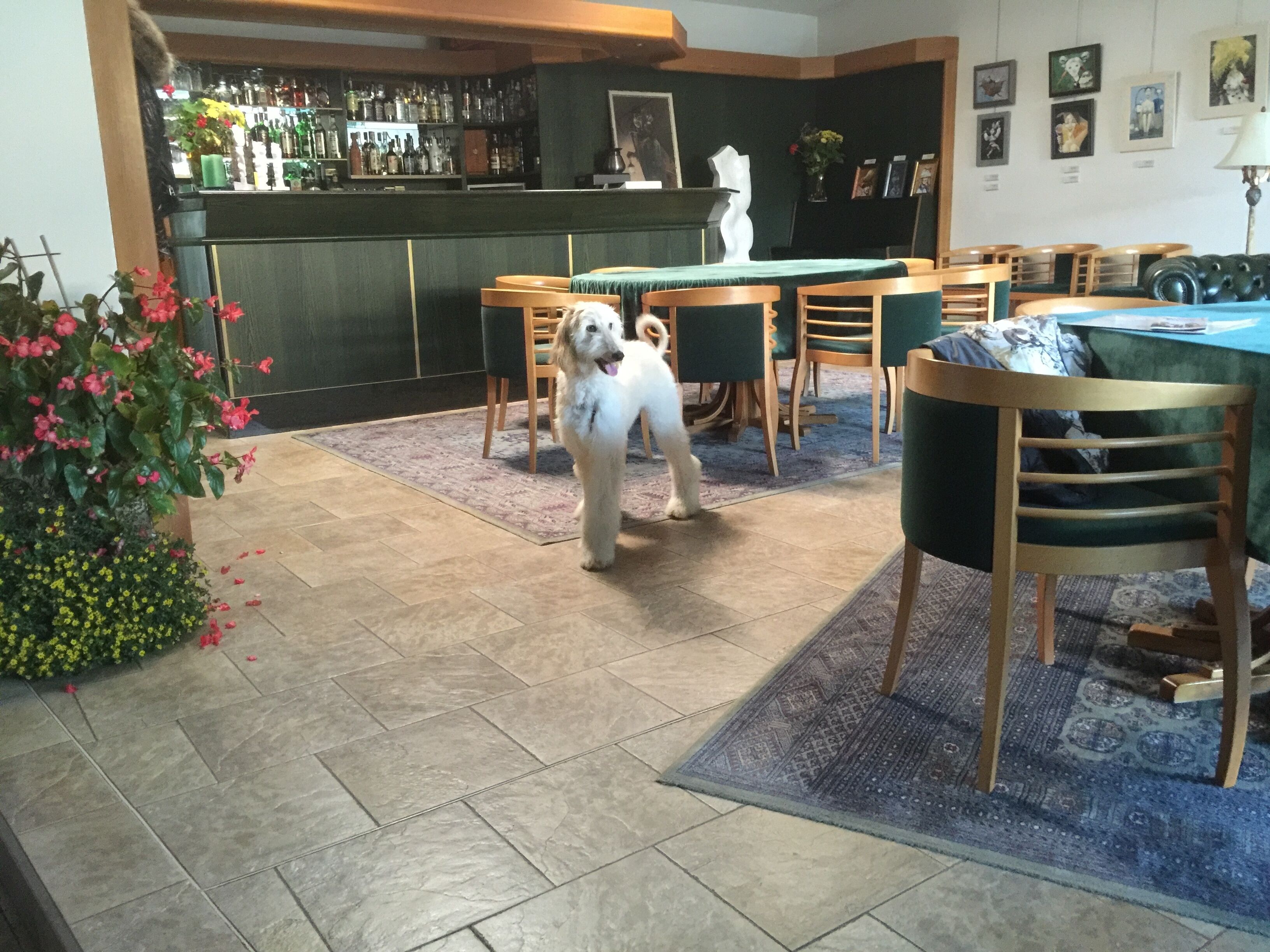 Un perro en una habitación con zona de bar, sillas verdes y una alfombra estampada.