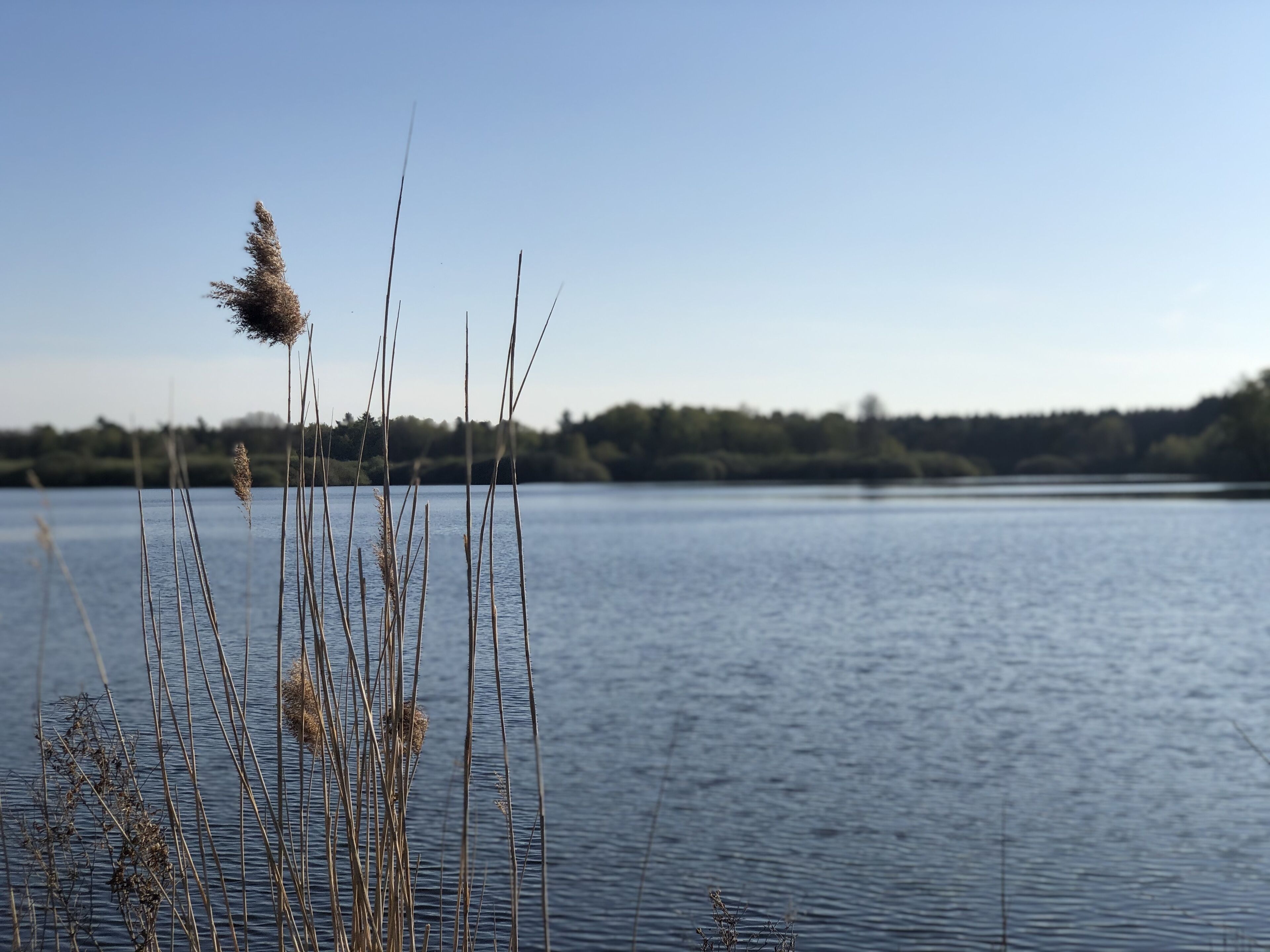 Un lac paisible, avec des roseaux au premier plan et un ciel dégagé.