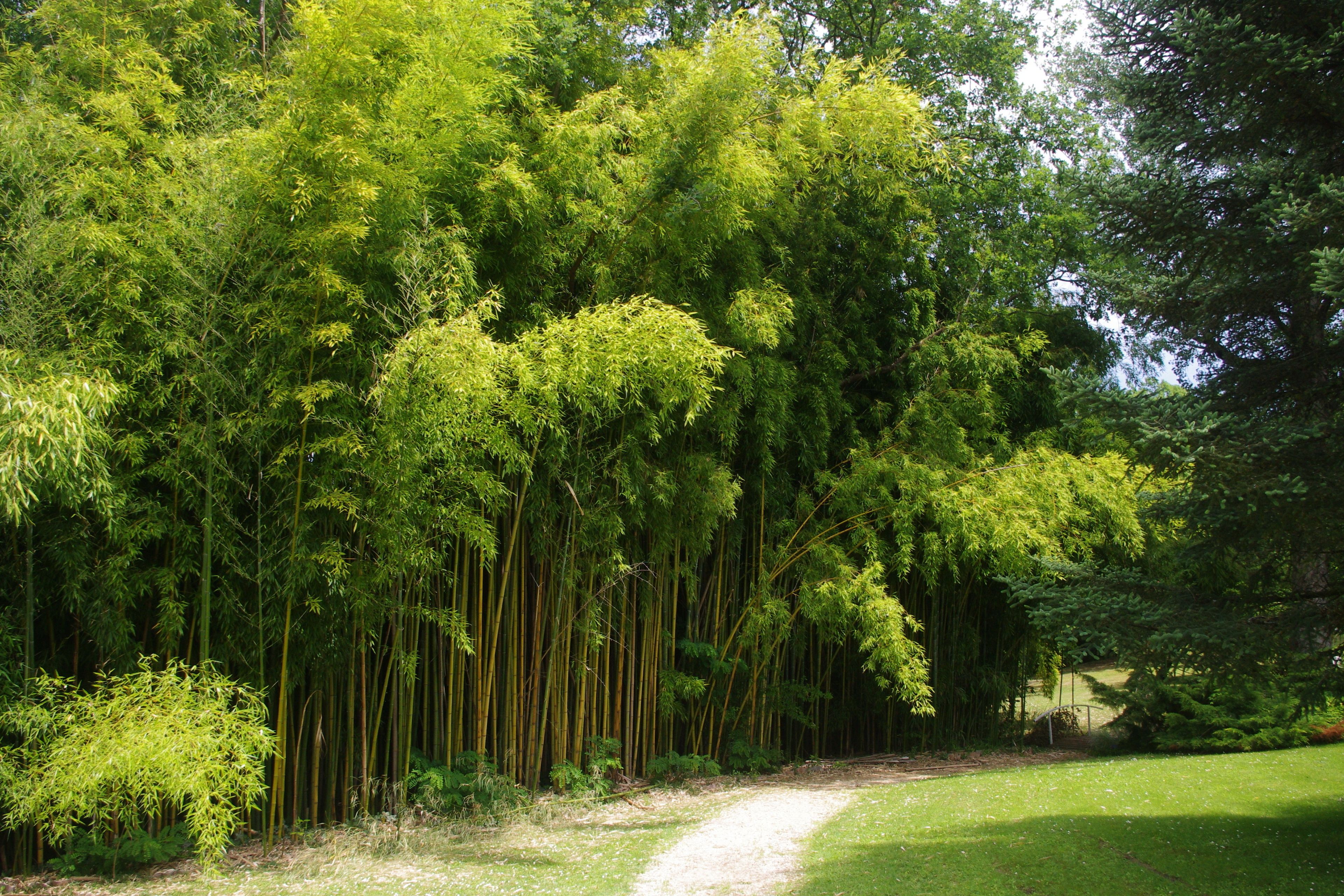 Un sendero que atraviesa un bosque de bambú.