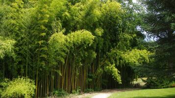 Un sendero que atraviesa un bosque de bambú.