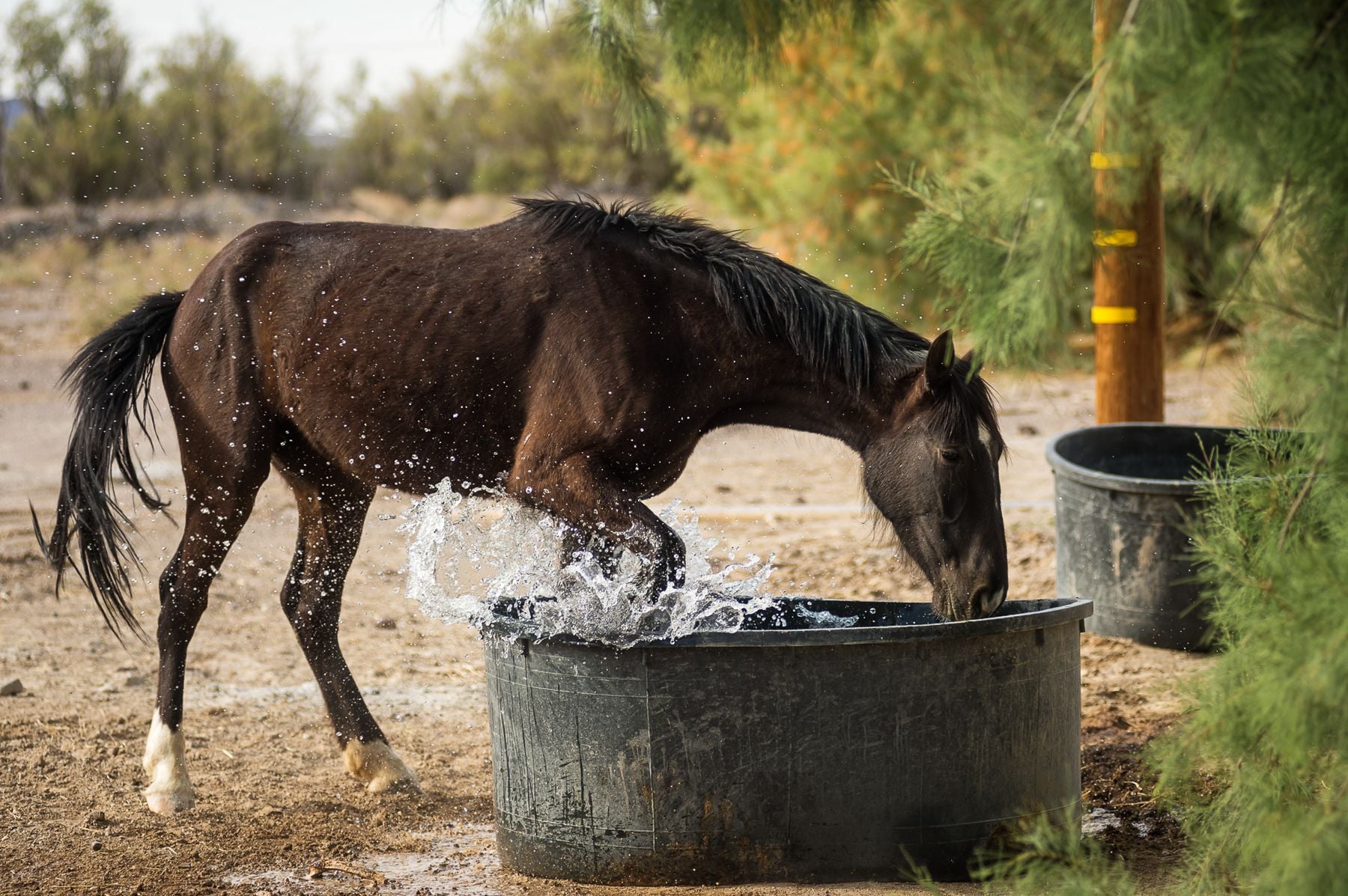 Photo - Amargosa Opera House & Hotel