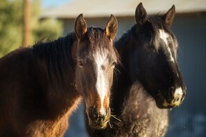 Two horses standing close together. - Amargosa Opera House (Death Valley)