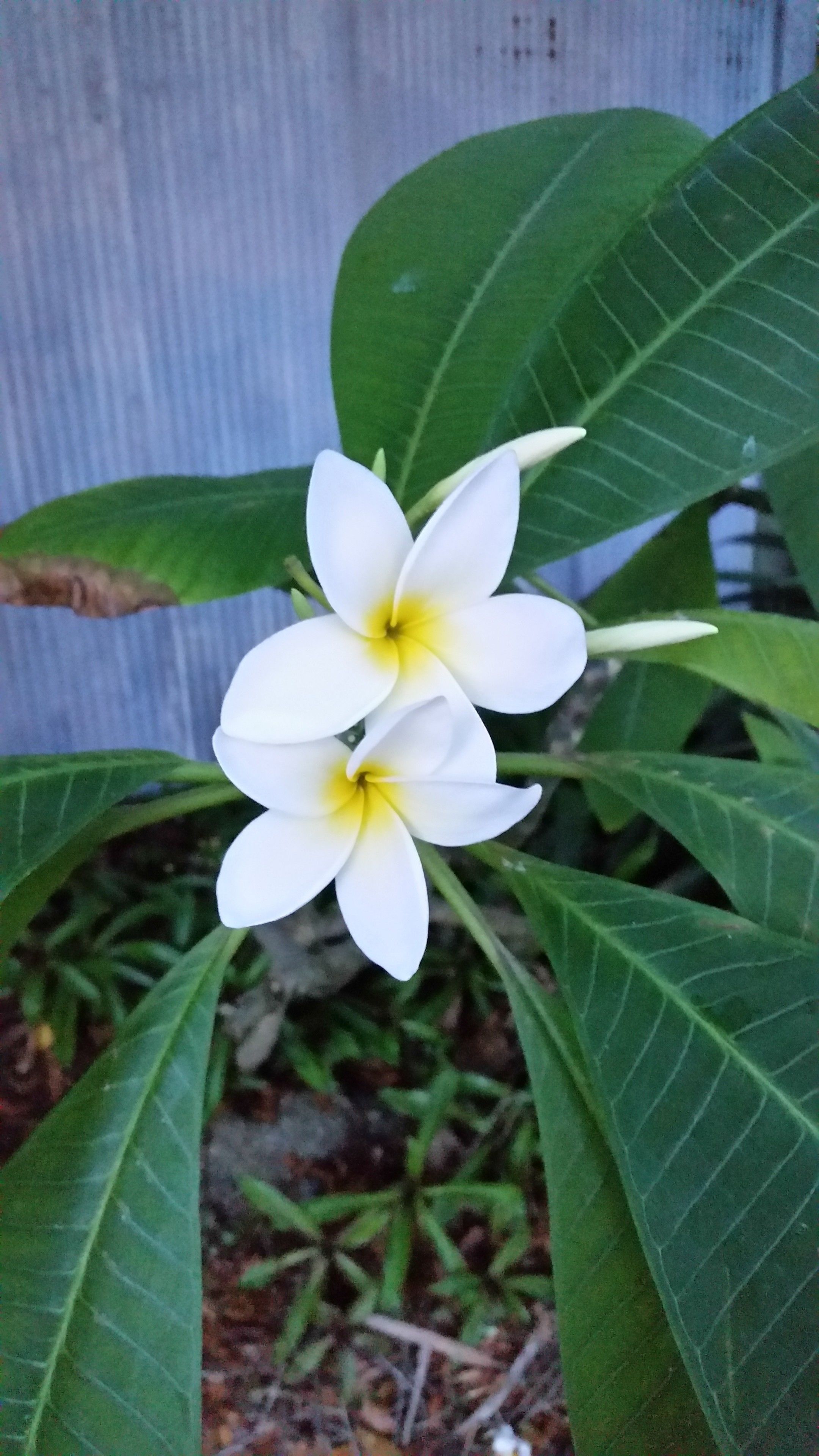 Eine weiße Blüte mit gelben Blütenstempeln, umgeben von grünen Blättern.