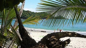 A beach with palm trees, clear blue water, and a sandy shore.