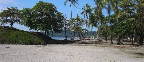 Una playa con palmeras y un perro.