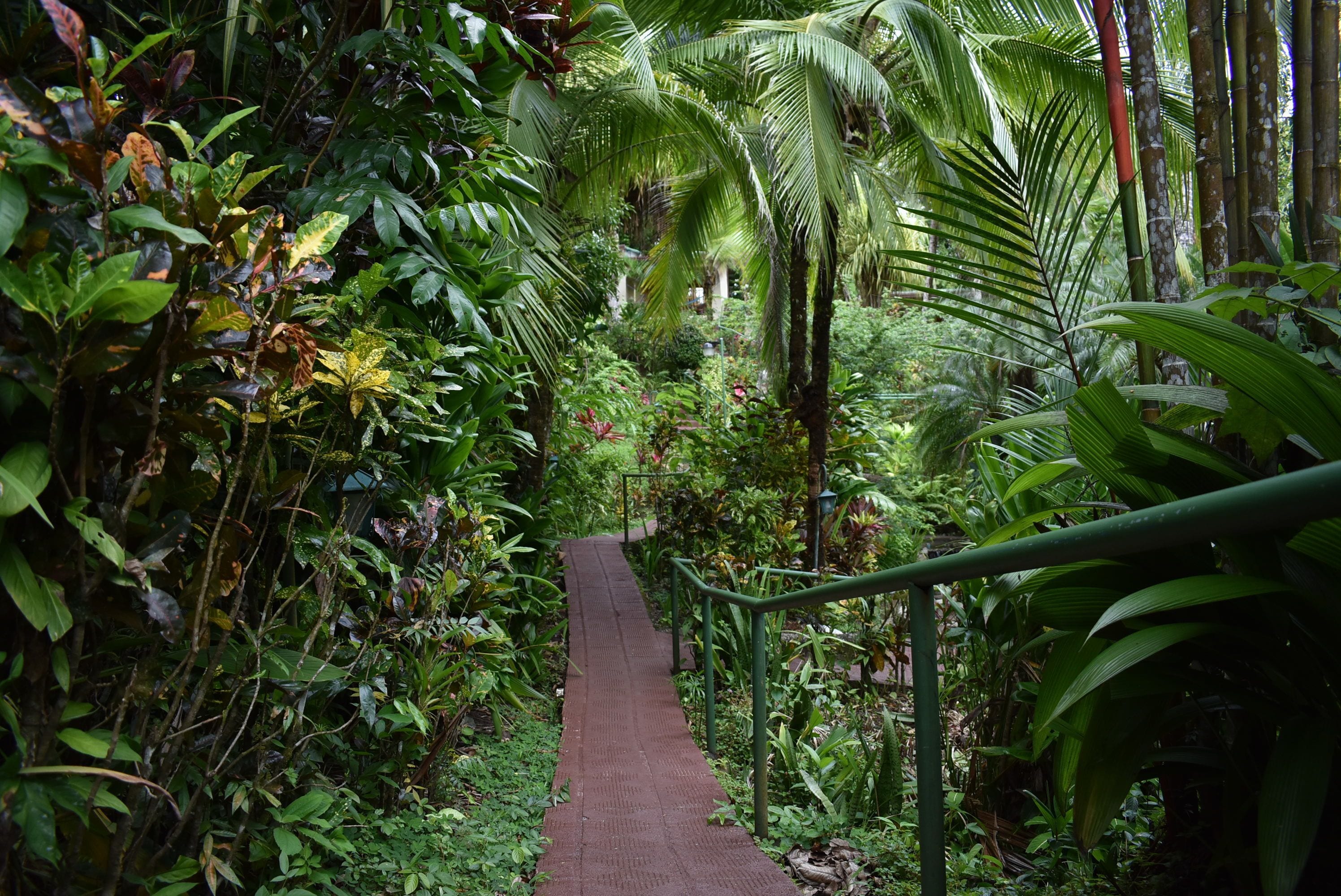 Un sentier étroit, bordé d’une végétation tropicale luxuriante, mène à une construction visible au loin.