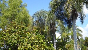 Un jardín con diversos árboles y arbustos, incluyendo una palmera alta.
