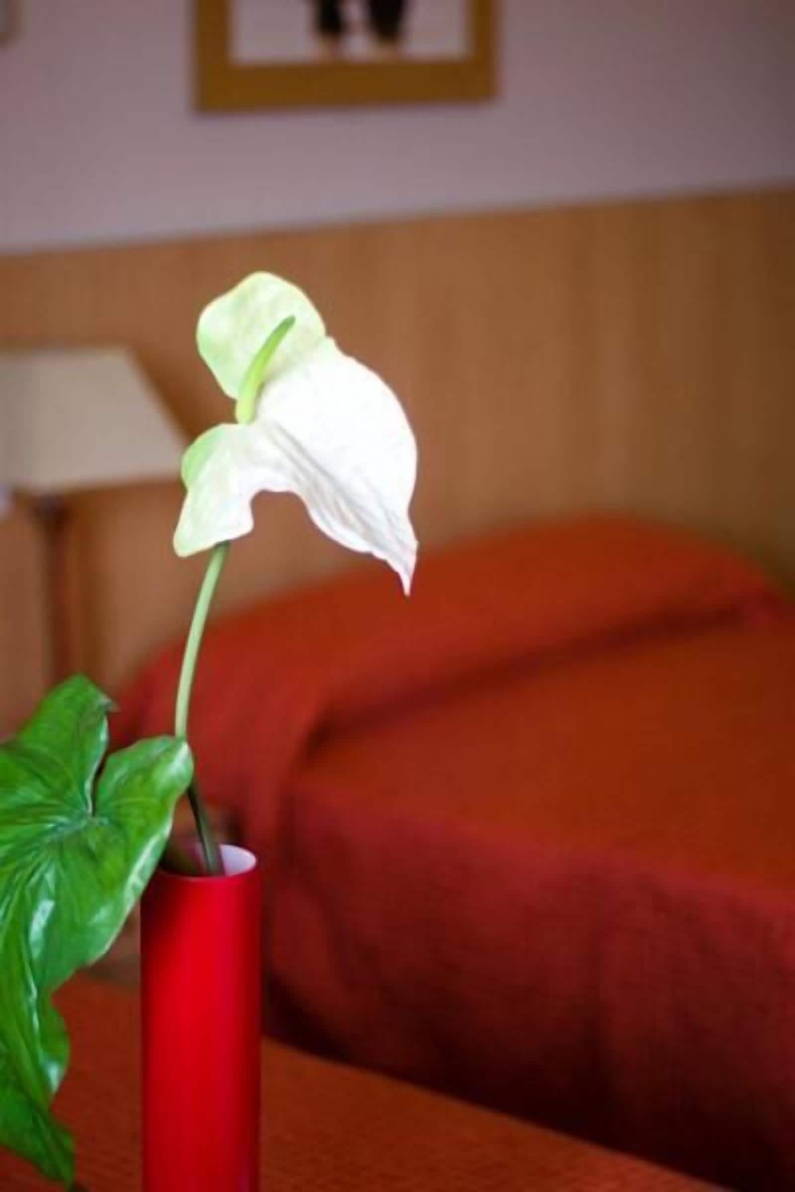 Foto - Hotel Las Terrazas