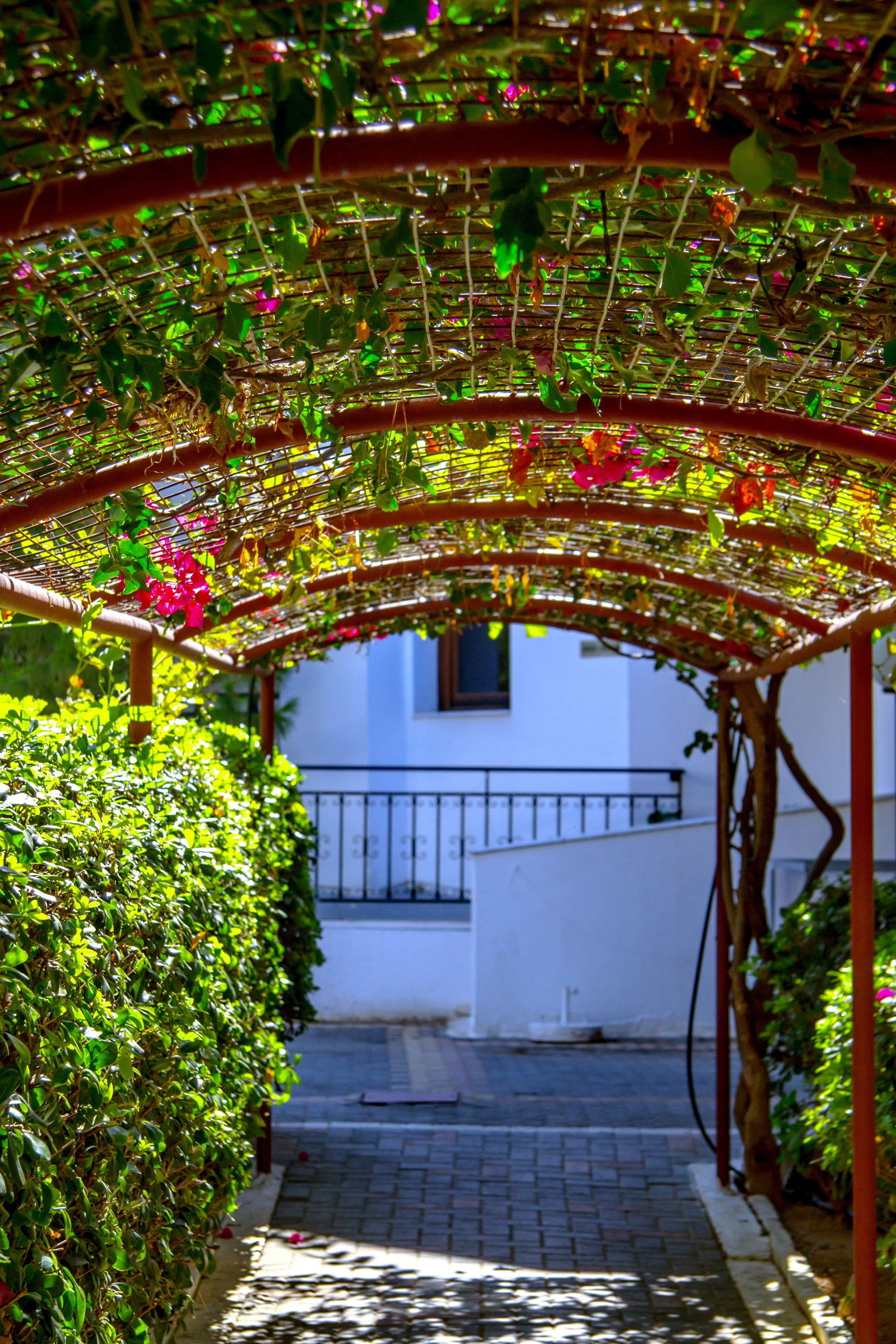 En overdækket sti i en have med et pergola-konstruktion, omgivet af frodigt grønt og blomstrende planter.