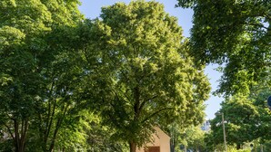 A tree-lined street with a small building, possibly a chapel or memorial, with a bench under the tree. - Viavelo Hotel (Freiburg im Breisgau)