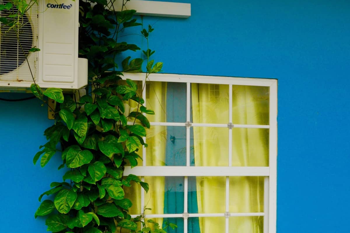 A window with white frames and yellow curtains, surrounded by green foliage.