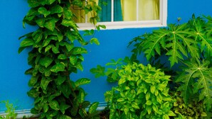 Ventana con marcos blancos y cortinas amarillas, rodeada de follaje verde.