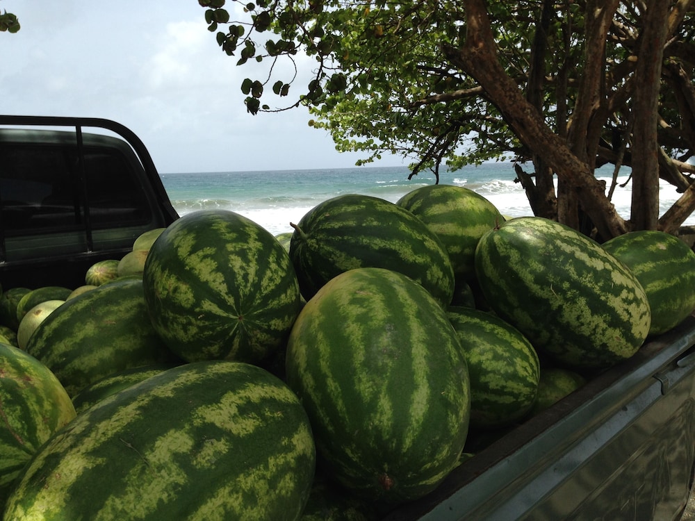Fish Tobago Guesthouse or Joy and Brandon Guesthouse by null