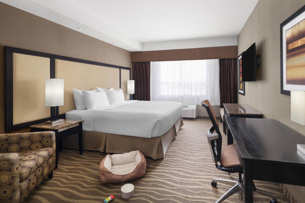 A hotel room with a large bed, a desk, a chair, a sofa, and a pet bed.