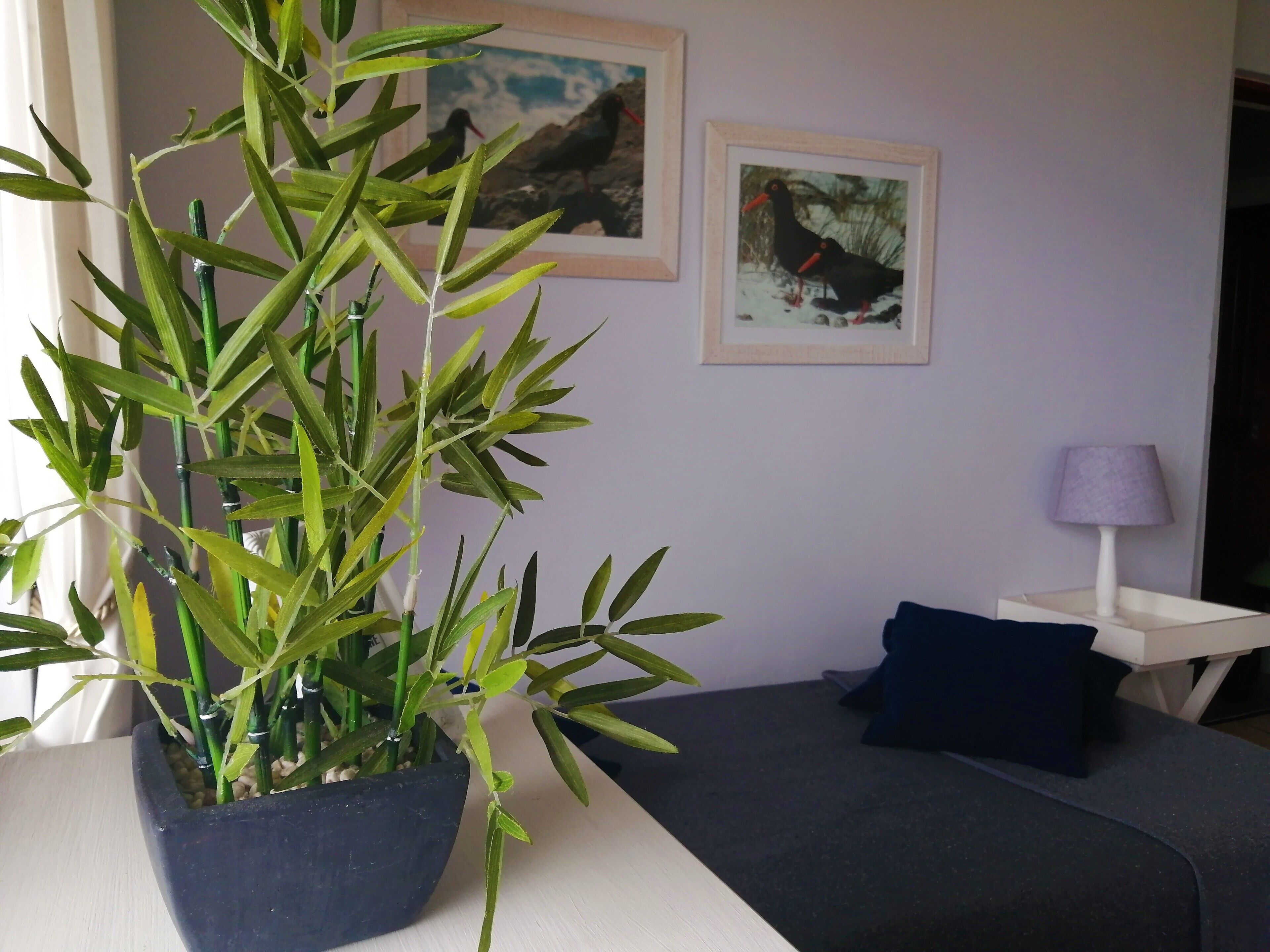 A room with a large potted plant, a bed with a blue pillow, a small white table with a lamp, and two framed pictures on the wall.