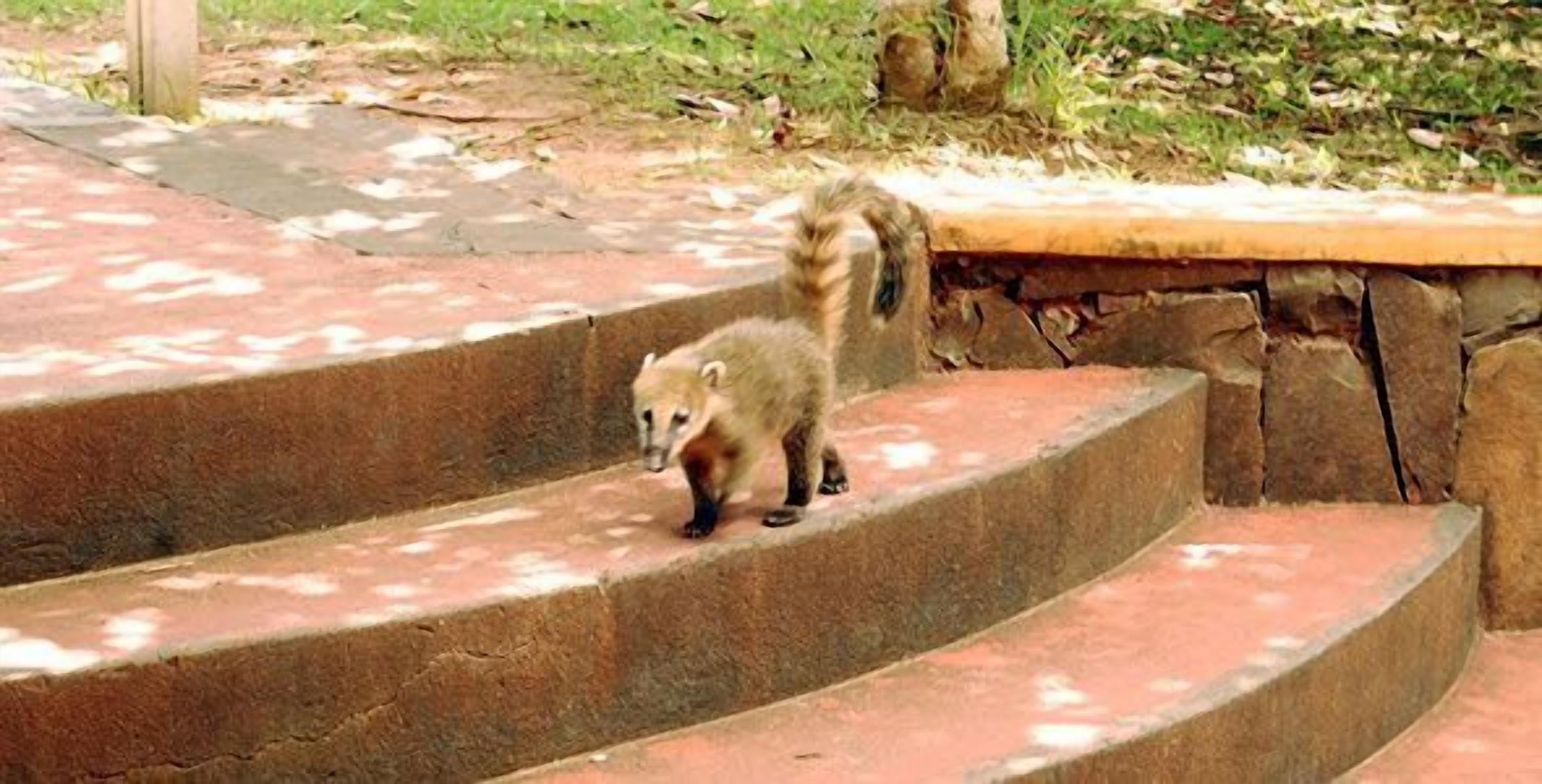 Servicio de la propiedad
