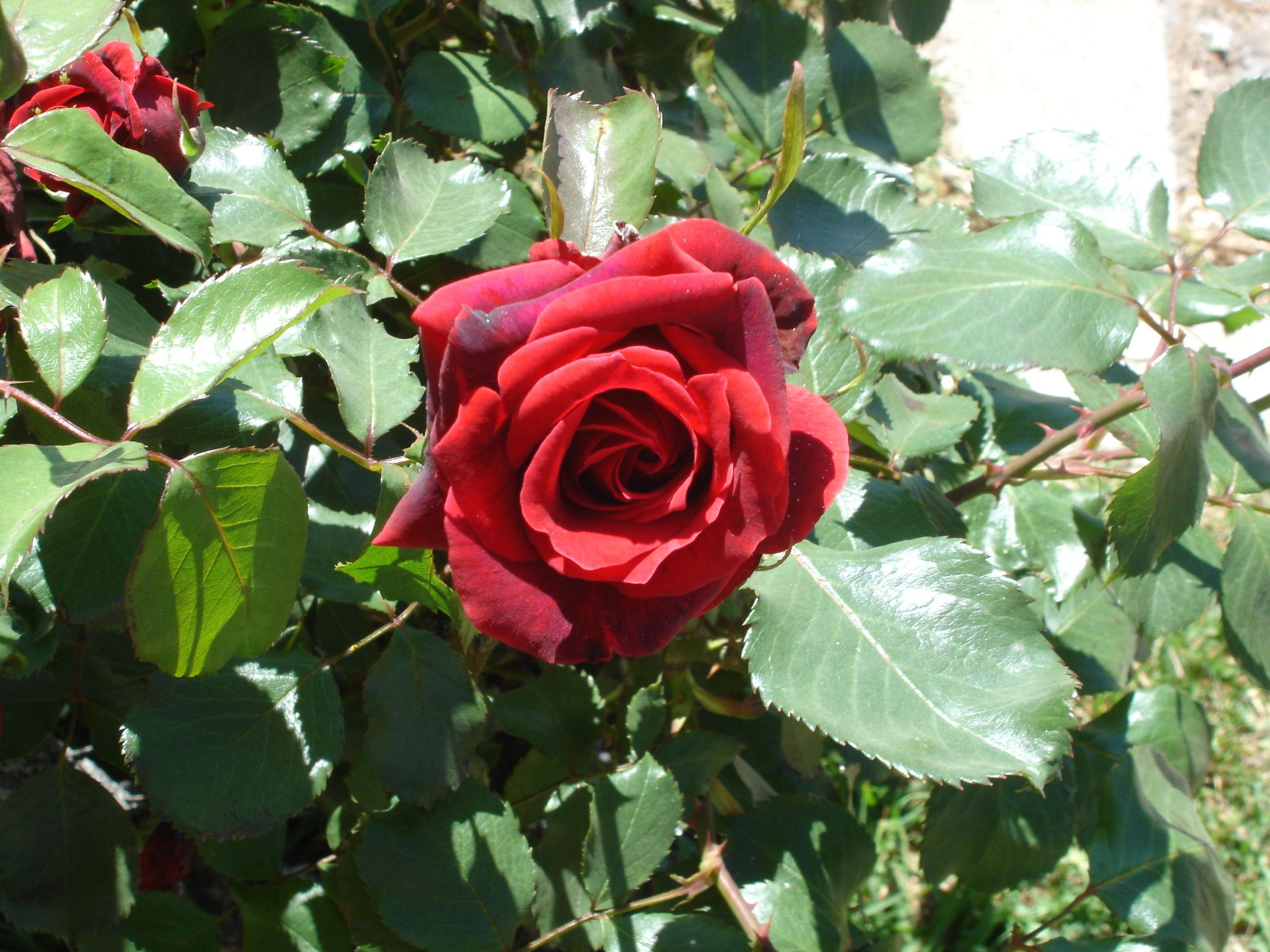 Una rosa roja con hojas verdes.