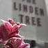 The Linden Tree