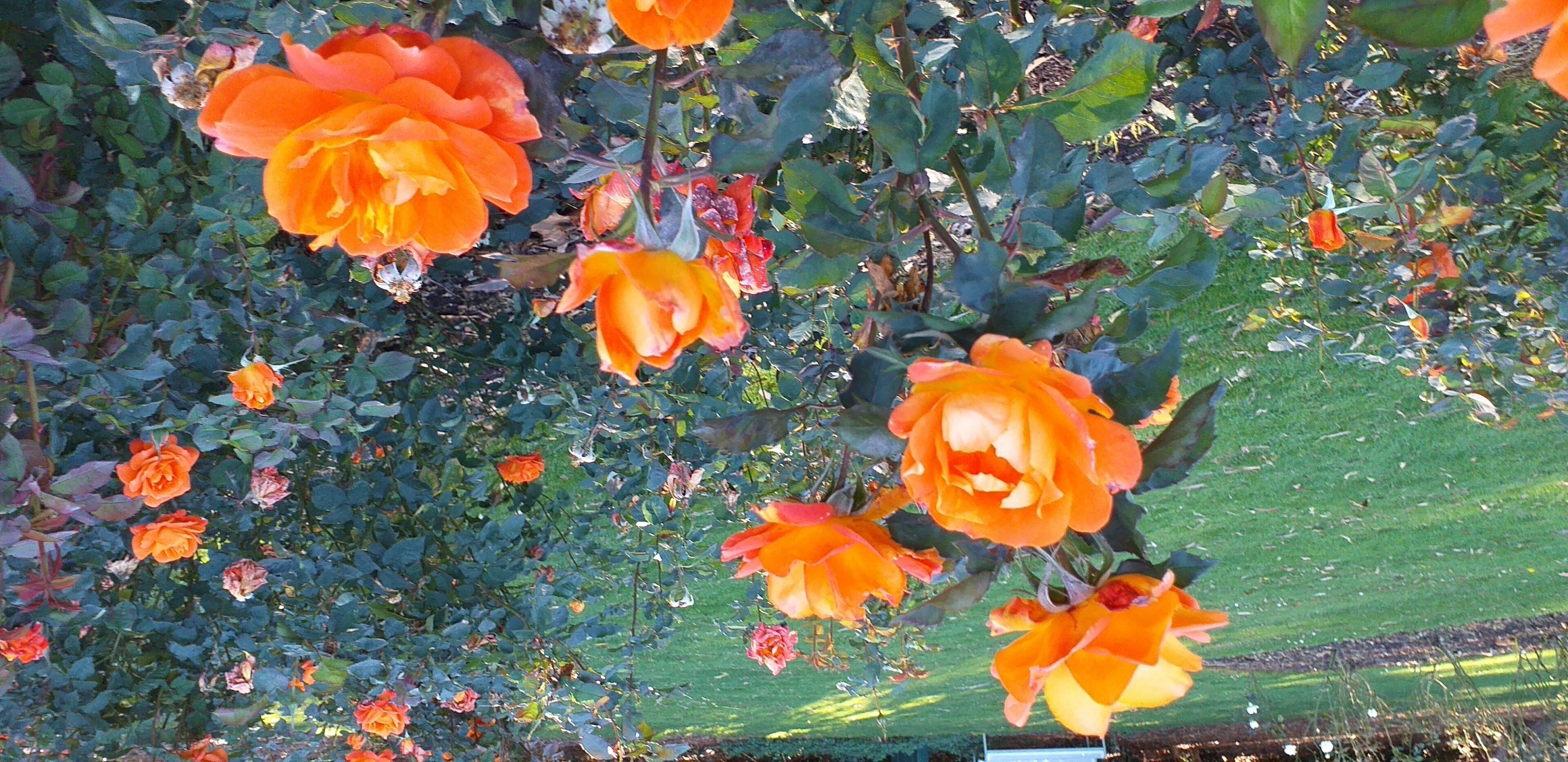 A garden with blooming orange roses and green foliage.