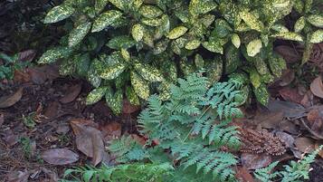 Vista desde la habitación